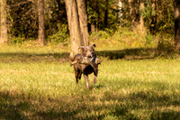 NEUSE RETRIEVER CLUB FALL HUNT TEST 2020
