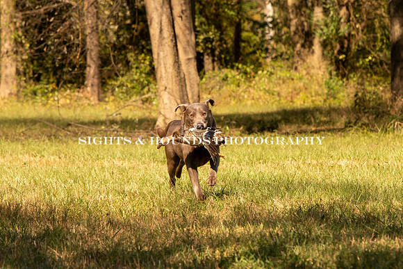 NEUSE RETRIEVER CLUB FALL HUNT TEST 2020