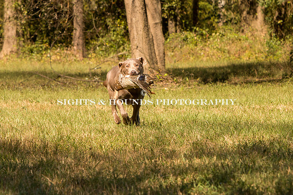 NEUSE RETRIEVER CLUB FALL HUNT TEST 2020