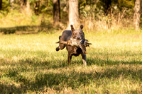 NEUSE RETRIEVER CLUB FALL HUNT TEST 2020