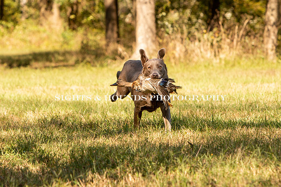 NEUSE RETRIEVER CLUB FALL HUNT TEST 2020