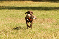 NEUSE RETRIEVER CLUB FALL HUNT TEST 2020