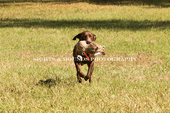 NEUSE RETRIEVER CLUB FALL HUNT TEST 2020