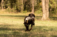 NEUSE RETRIEVER CLUB FALL HUNT TEST 2020