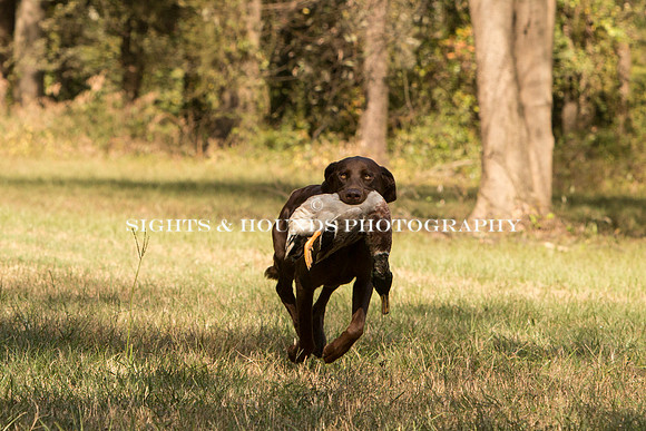 NEUSE RETRIEVER CLUB FALL HUNT TEST 2020