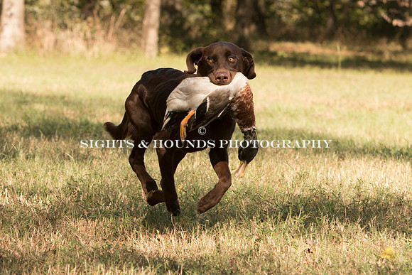 NEUSE RETRIEVER CLUB FALL HUNT TEST 2020
