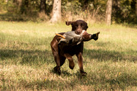 NEUSE RETRIEVER CLUB FALL HUNT TEST 2020