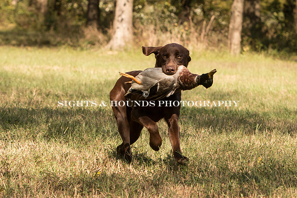 NEUSE RETRIEVER CLUB FALL HUNT TEST 2020