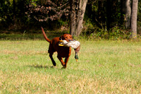 NEUSE RETRIEVER CLUB FALL HUNT TEST 2020