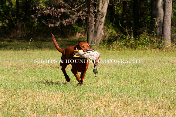 NEUSE RETRIEVER CLUB FALL HUNT TEST 2020