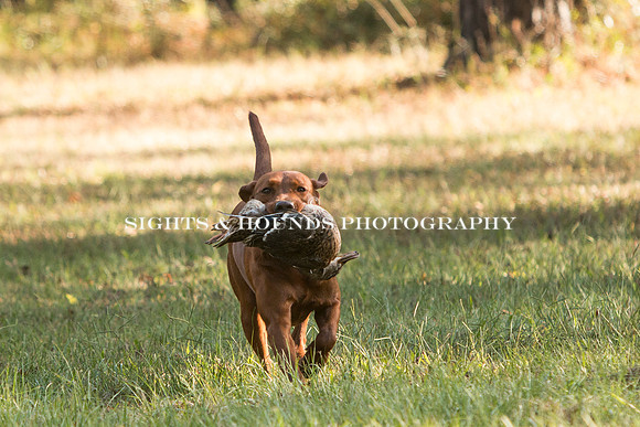 NEUSE RETRIEVER CLUB FALL HUNT TEST 2020