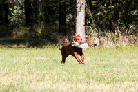 NEUSE RETRIEVER CLUB FALL HUNT TEST 2020