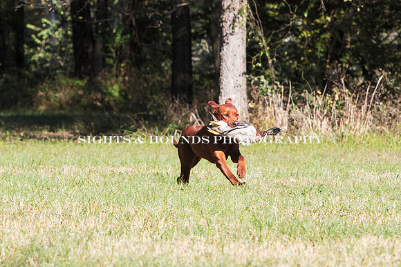 NEUSE RETRIEVER CLUB FALL HUNT TEST 2020