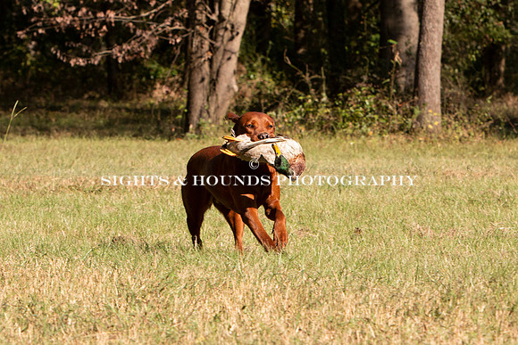 NEUSE RETRIEVER CLUB FALL HUNT TEST 2020