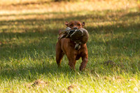 NEUSE RETRIEVER CLUB FALL HUNT TEST 2020