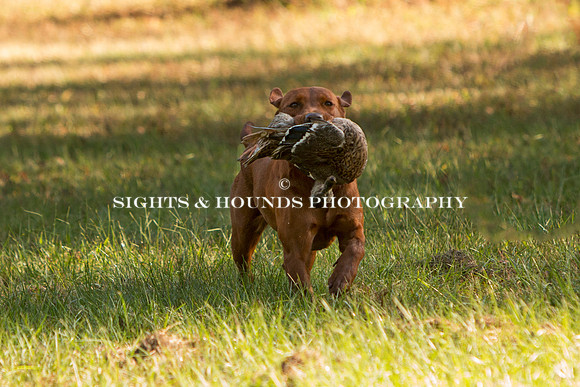NEUSE RETRIEVER CLUB FALL HUNT TEST 2020