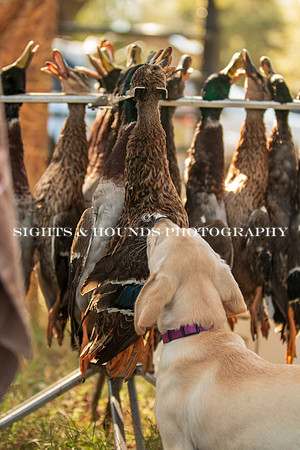 NEUSE RETRIEVER CLUB FALL HUNT TEST 2020