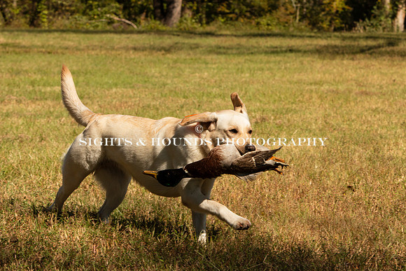 NEUSE RETRIEVER CLUB FALL HUNT TEST 2020