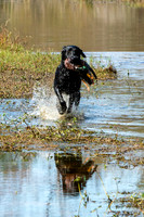 NEUSE RETRIEVER CLUB FALL HUNT TEST 2020