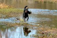 NEUSE RETRIEVER CLUB FALL HUNT TEST 2020