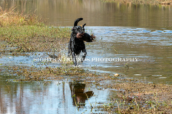 NEUSE RETRIEVER CLUB FALL HUNT TEST 2020