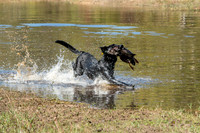 NEUSE RETRIEVER CLUB FALL HUNT TEST 2020