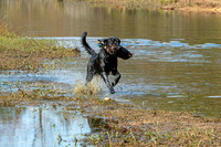 NEUSE RETRIEVER CLUB FALL HUNT TEST 2020