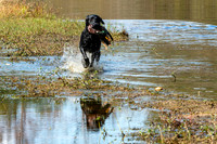NEUSE RETRIEVER CLUB FALL HUNT TEST 2020