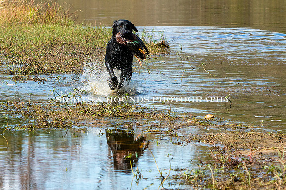 NEUSE RETRIEVER CLUB FALL HUNT TEST 2020