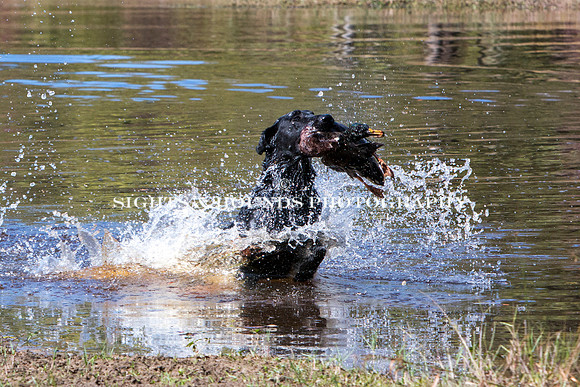 NEUSE RETRIEVER CLUB FALL HUNT TEST 2020