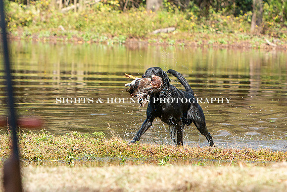 NEUSE RETRIEVER CLUB FALL HUNT TEST 2020