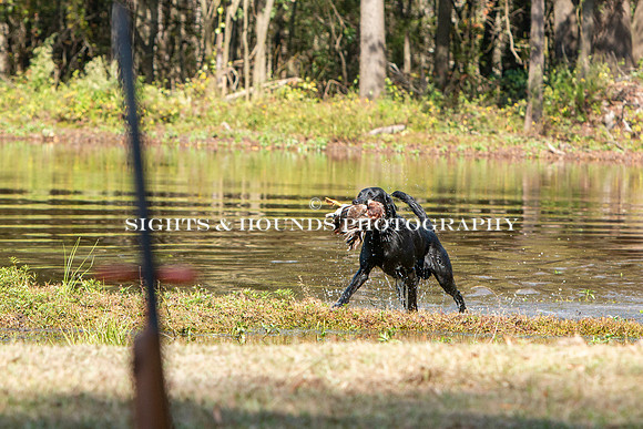 NEUSE RETRIEVER CLUB FALL HUNT TEST 2020