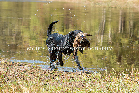 NEUSE RETRIEVER CLUB FALL HUNT TEST 2020
