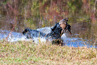 NEUSE RETRIEVER CLUB FALL HUNT TEST 2020