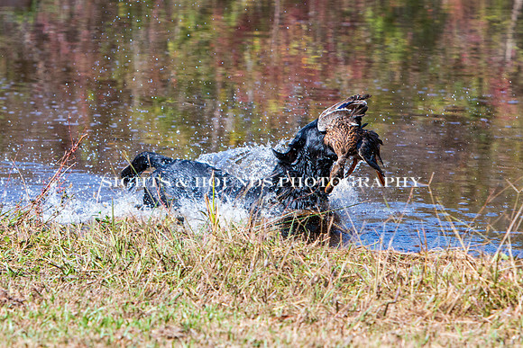 NEUSE RETRIEVER CLUB FALL HUNT TEST 2020
