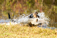 NEUSE RETRIEVER CLUB FALL HUNT TEST 2020
