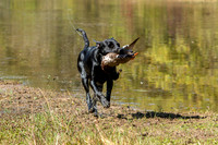 NEUSE RETRIEVER CLUB FALL HUNT TEST 2020