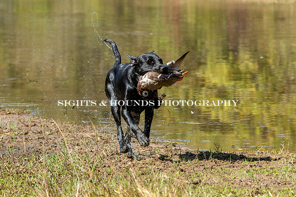 NEUSE RETRIEVER CLUB FALL HUNT TEST 2020