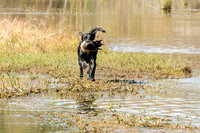 NEUSE RETRIEVER CLUB FALL HUNT TEST 2020