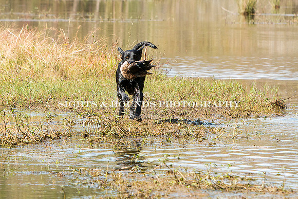 NEUSE RETRIEVER CLUB FALL HUNT TEST 2020