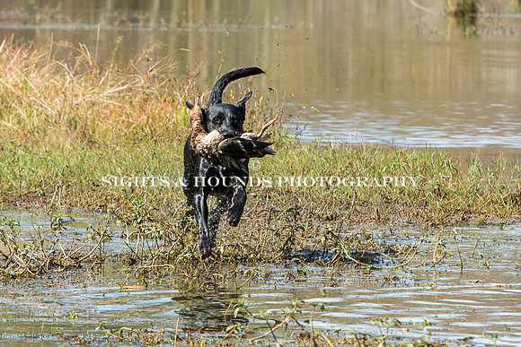 NEUSE RETRIEVER CLUB FALL HUNT TEST 2020