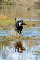 NEUSE RETRIEVER CLUB FALL HUNT TEST 2020