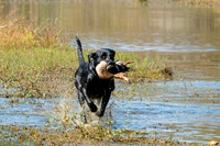 NEUSE RETRIEVER CLUB FALL HUNT TEST 2020