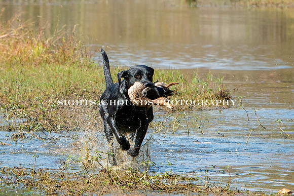 NEUSE RETRIEVER CLUB FALL HUNT TEST 2020