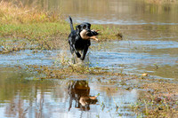 NEUSE RETRIEVER CLUB FALL HUNT TEST 2020
