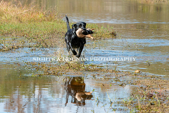 NEUSE RETRIEVER CLUB FALL HUNT TEST 2020