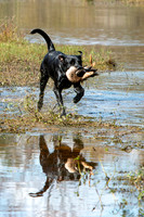 NEUSE RETRIEVER CLUB FALL HUNT TEST 2020