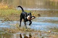 NEUSE RETRIEVER CLUB FALL HUNT TEST 2020