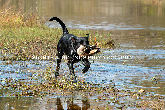 NEUSE RETRIEVER CLUB FALL HUNT TEST 2020