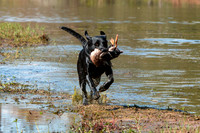 NEUSE RETRIEVER CLUB FALL HUNT TEST 2020